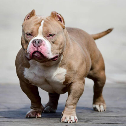 American Bully