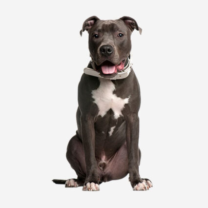 American Pit Bull Terrier