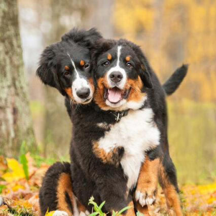 Bernese Mountain Dog