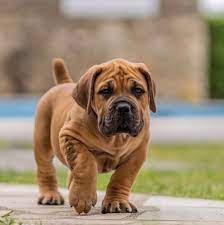 Boerboel
