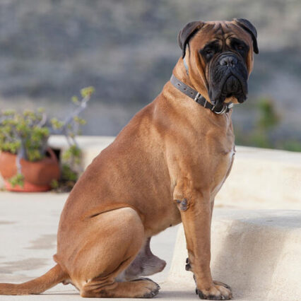 Bull Mastiff