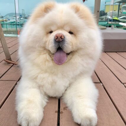 Chow Chow