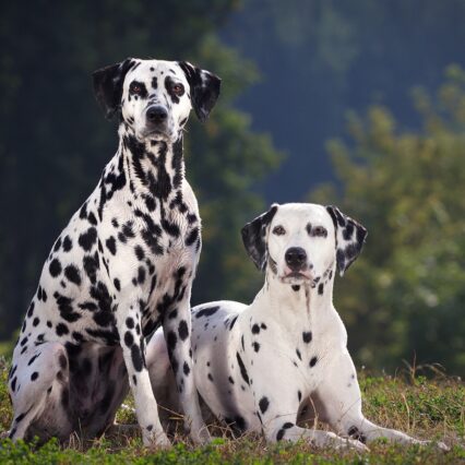 Dalmatian