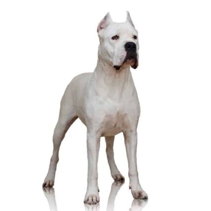 Dogo Argentino