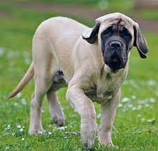 English Mastiff