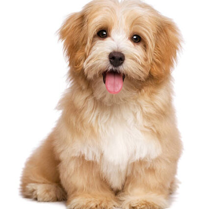 Havanese