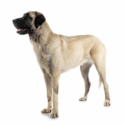 Kangal