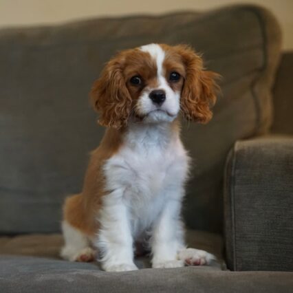 King Charles Spaniel