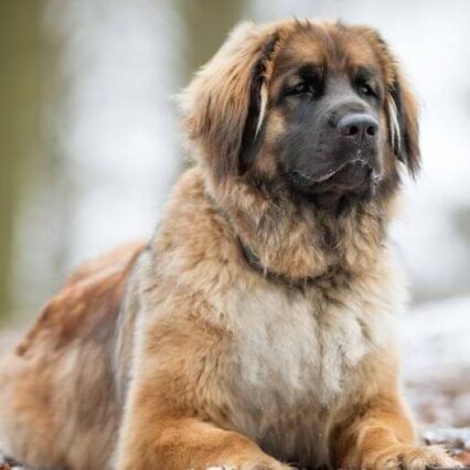 Leonberger