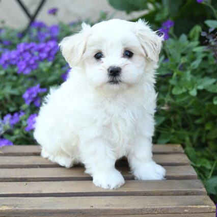 Maltese Dog