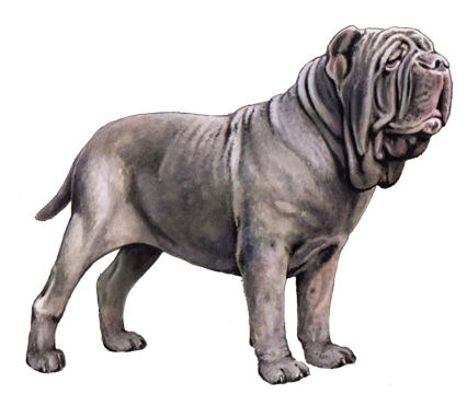 Neapolitan Mastiff