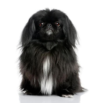 Pekingese