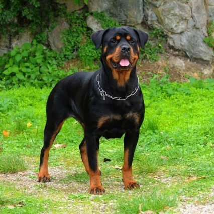 Rottweiler