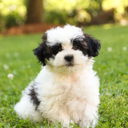 Shih Poo