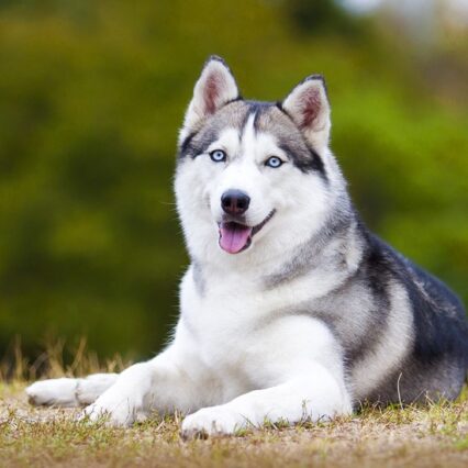 Siberian Husky