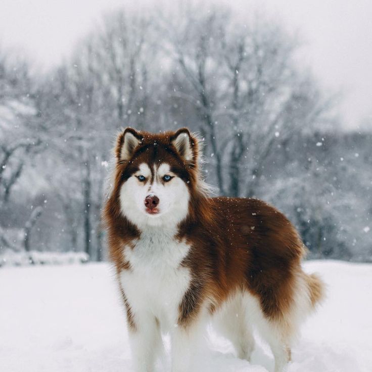 Siberian Husky