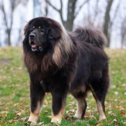 Tibetan Mastiff