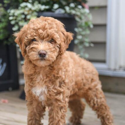 Toy Poodle