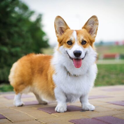 Welsh Corgi