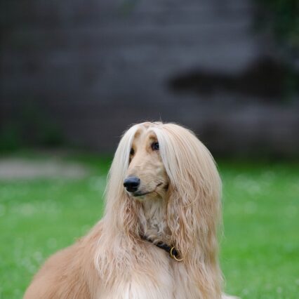 Afghan Hound