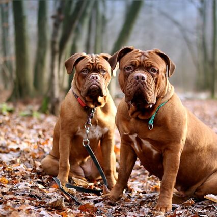 Dogue De Bordeaux