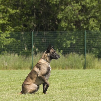 Belgian Shepherd