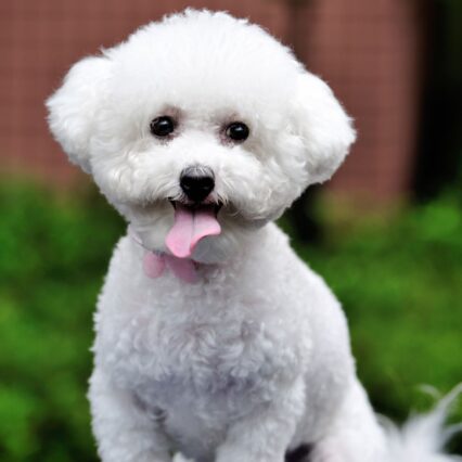 bichon frise