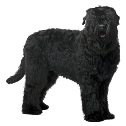 Black Russain Terrier