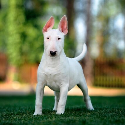 Bull Terrier