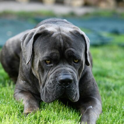 Cane Corso