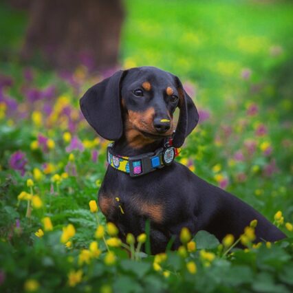 Dachshund