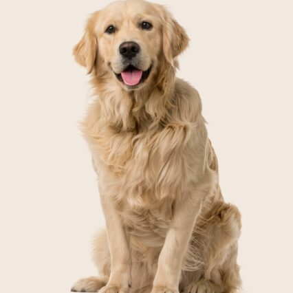 Golden Retreiver