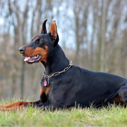 Dobermann