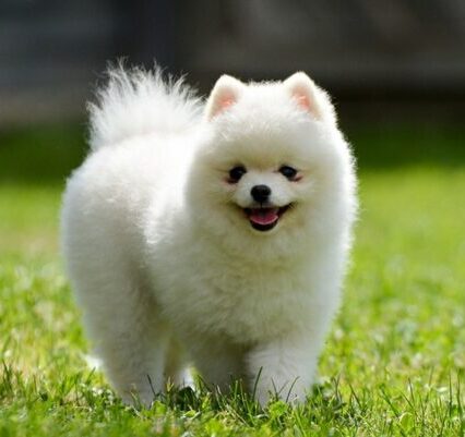 Pomeranian