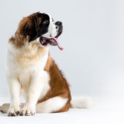 Saint Bernard