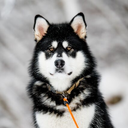 Alaskan Malamute