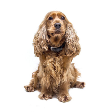 American Cocker Spaniel