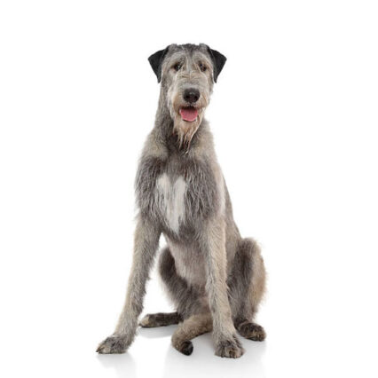 Irish Wolfhound