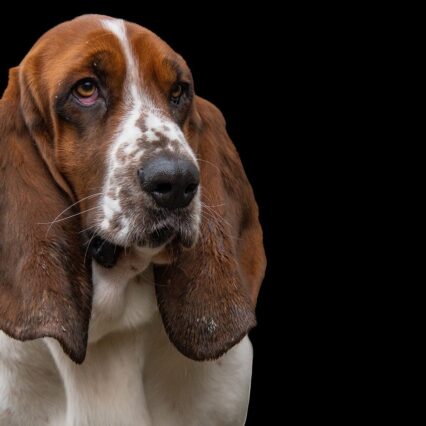Basset Hound