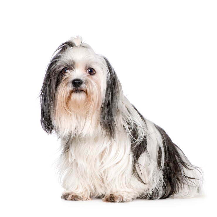 shih-tzu